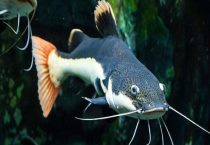 鮰鱼和鲶鱼的区别？