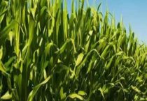 玉米长叉子需要掰掉吗？