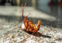 杀虫剂杀跳蚤吗？