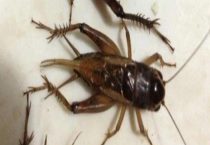 一只蛐蛐在房间里能活多久？