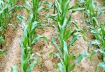 浚单1618玉米种特征特性