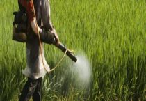 精喹禾灵禁忌作物