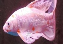 龙凤锦鲤和蝴蝶鲤区分