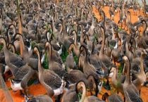 番鸭换羽期管理技术