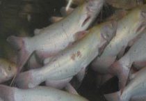 鮰鱼是淡水鱼还是海水鱼