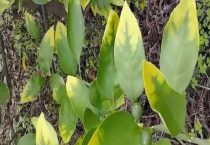 氮肥不足的表现