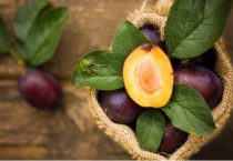 安哥诺李子的优点和缺点是什么？