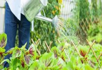 灌溉农业和绿洲农业和河谷农业的区别？