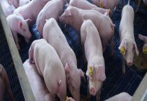 非洲猪瘟会传染给牛羊吗？