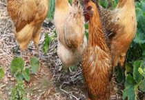 鸡近亲繁殖最多几代？公鸡需要繁殖吗？