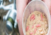 梨木虱严重了用什么药