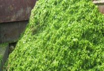 冬天如何使蛋鸭多产蛋