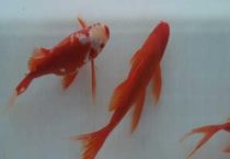 草金和锦鲤的区别？