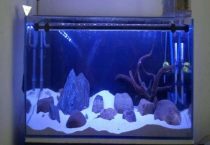 硝化细菌需要氧气吗？