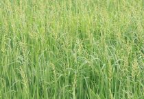 青稗草用什么除草剂