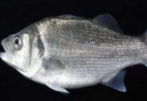 江鲈鱼和海鲈鱼区别？