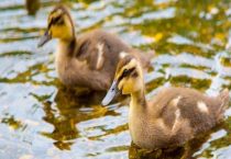 小鸭子一直叫是为什么？