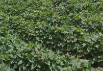 红薯苗床期如何浇水