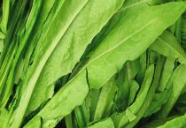 油麦菜和生菜叶有什么区别？？油麦菜吃多了怎么办？