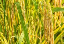 日本的农作物以什么为主