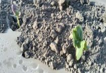 棉花种子不发芽的原因？