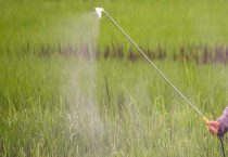 胺鲜乙烯利的适用对象