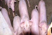 猪精拿回家能放多久？