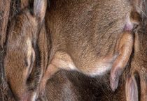 兔子和兔子可以杂交吗？兔子和兔子有什么区别？？