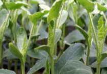 西瓜苗期用什么肥料