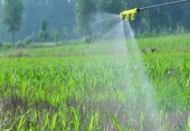 灭草松对玉米有影响吗？