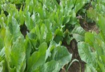 为何没有大规模推广食叶草