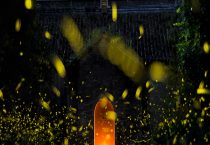 吡虫啉可以杀死红蜘蛛吗？