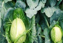 甘蓝和包菜的区别？