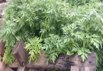 阳台种艾草好吗？