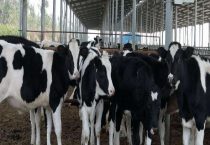 奶牛产后瘫痪的原因与治疗多久？