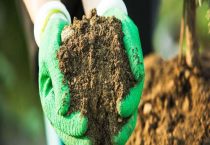 微生物肥料和化肥之间有什么关系