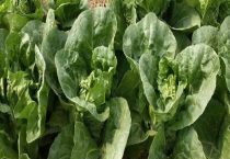 白菜几月份种植合适