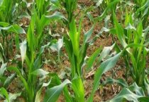 东单1331玉米品种的特征特性