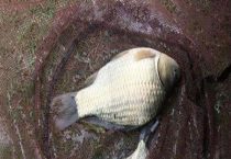 鲫鱼最喜欢吃的食物是什么？