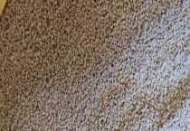 什么饲料可以让鹌鹑多下蛋