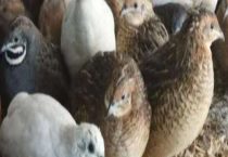 芦丁鸡可以喂小米吗？