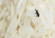 已经生了虫的大米怎么办？