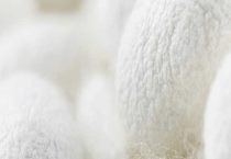 养多少蚕够一条蚕丝被