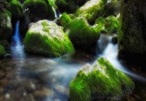 西草净杀青苔可以吗？