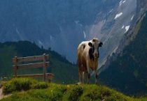 奶牛一天能产奶多少斤？