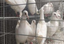 鸽子一年繁殖几窝 一窝几个