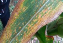 玉米黄锈病的发病原因？