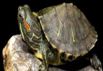 巴西龟能吃吗？