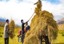 牛羊草料有哪些？