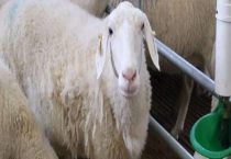 湖羊的品种简介